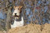 FOX TERRIER 407